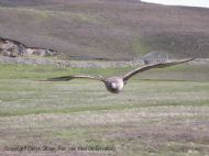 Great Skua, Stercorarius skua, defending its nest.